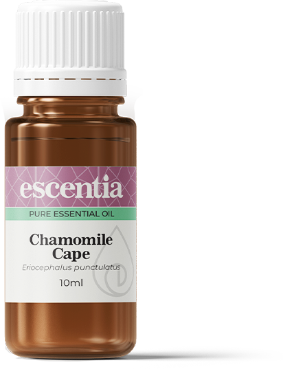Chamomile Cape Essential Oil - 10ml