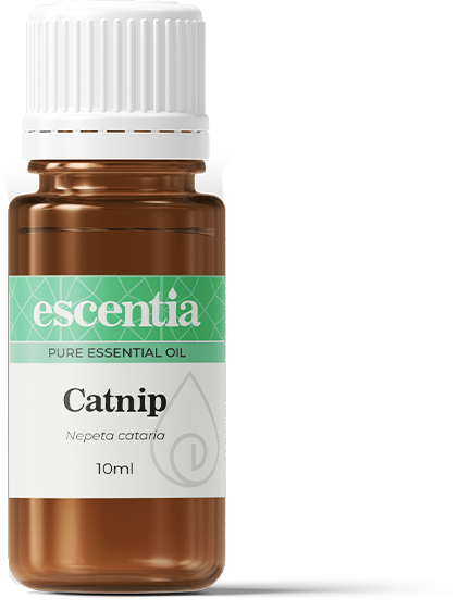 Catnip Essential Oil - 10ml