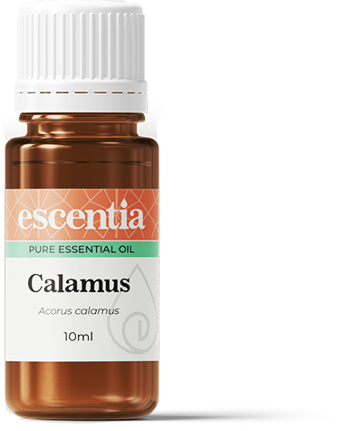 Calamus Essential Oil - 10ml